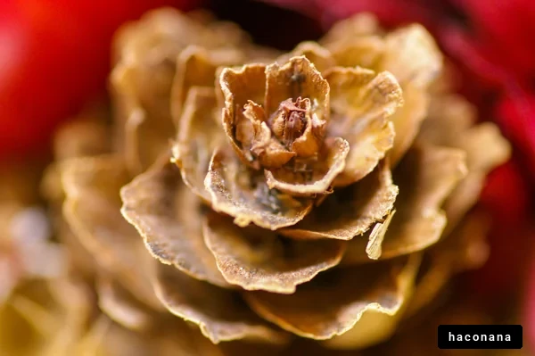 松ぼっくりのクローズアップ