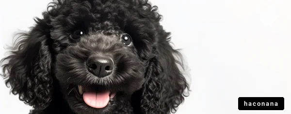 笑顔の可愛い犬