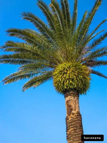 青空に映えるヤシの木