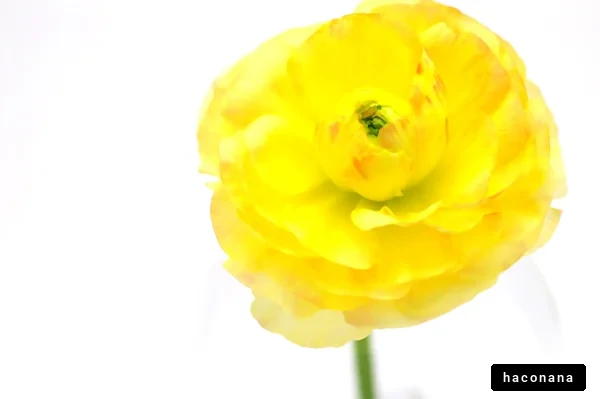 鮮やかな黄色い花