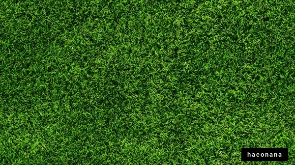 生き生きとした緑の芝生