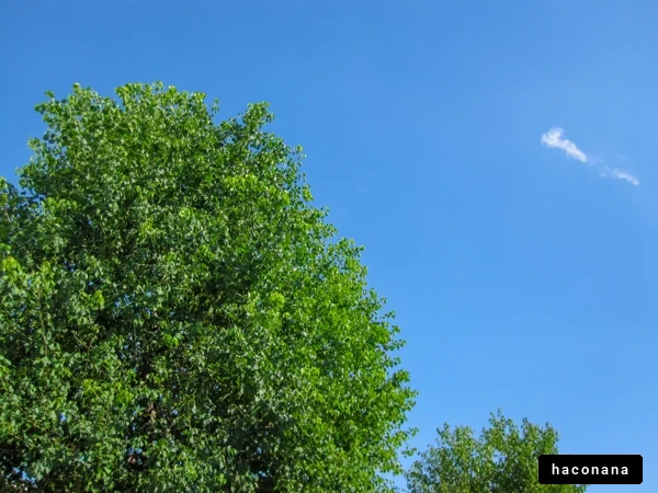 青空と緑の木々