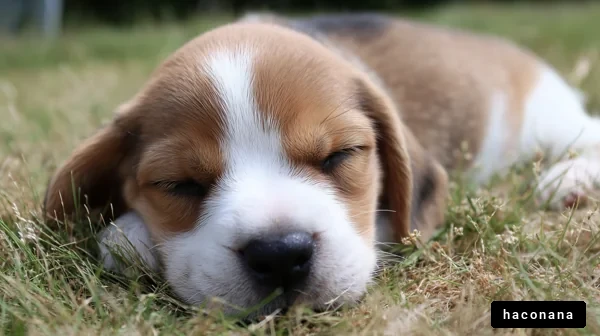 眠る子犬の可愛さ