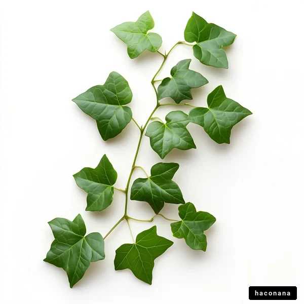 緑のつる植物の葉