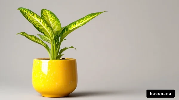 観葉植物と黄色い鉢