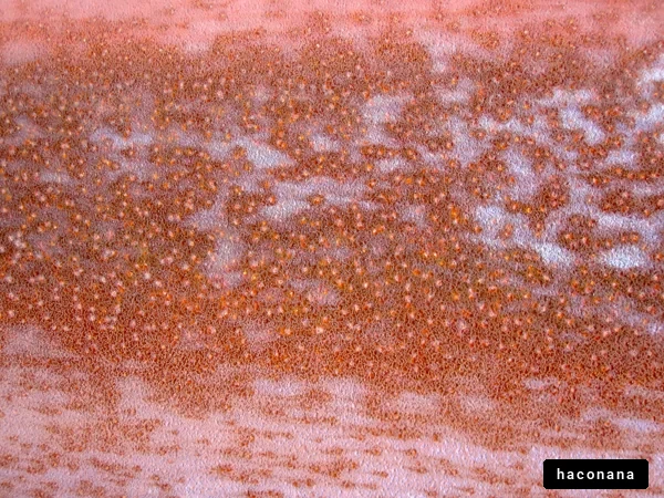 表面の抽象模様