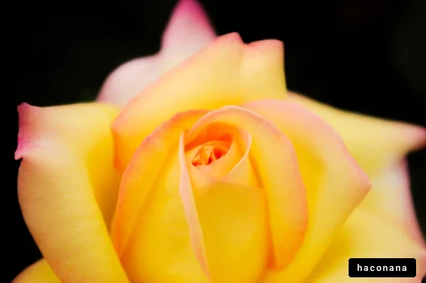 美しいバラの花