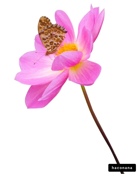 花と蝶が舞う風景