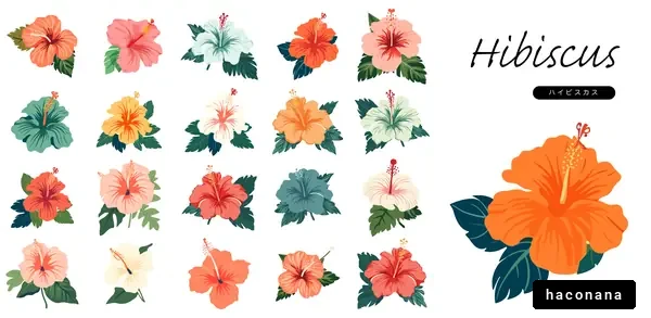 色鮮やかなハイビスカス特集