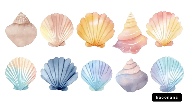 美しい貝殻のイラスト