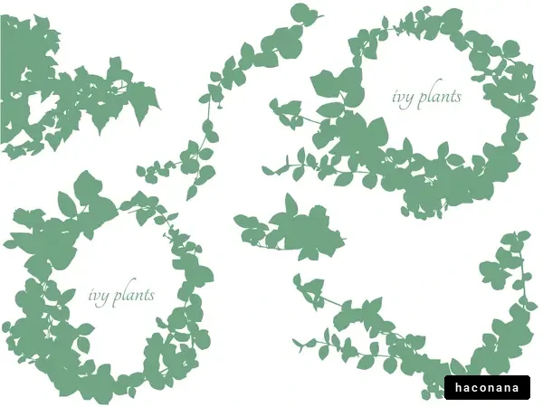 アイビーの植物デザイン