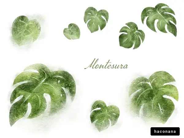 モンステラの葉のイラスト