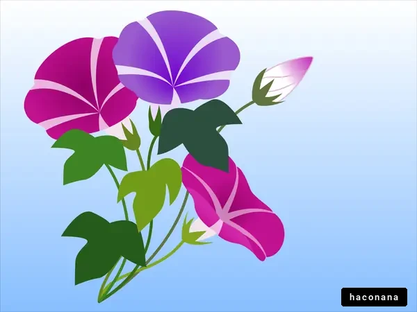 朝顔のイラスト