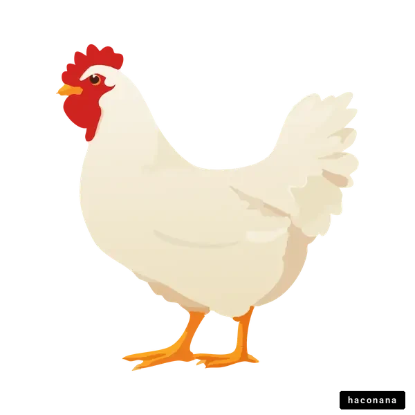 かわいい白い鶏のイラスト