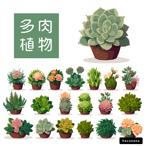 多肉植物のイラスト集