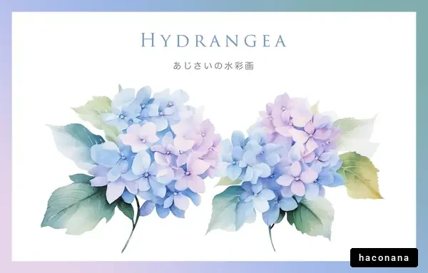 あじさいの美しい水彩画