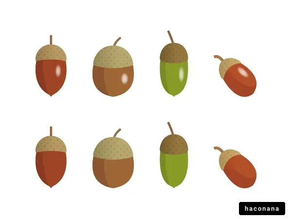 様々な種類のドングリ