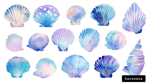 美しい貝のイラスト