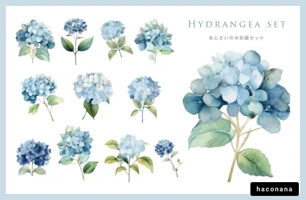 あじさいの水彩画セット