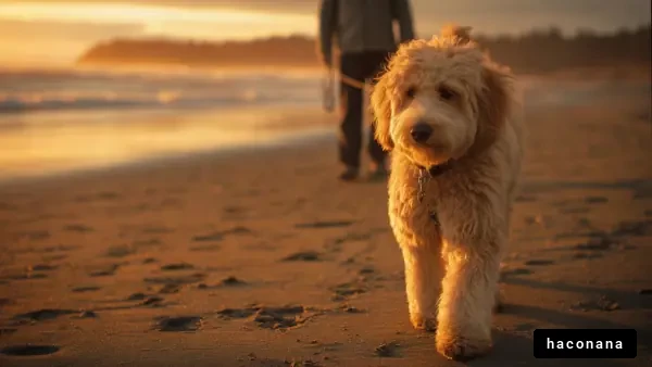 夕焼けのビーチでの犬散歩
