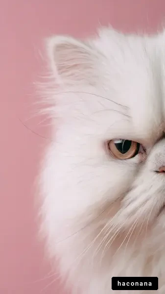 かわいい白猫のクローズアップ