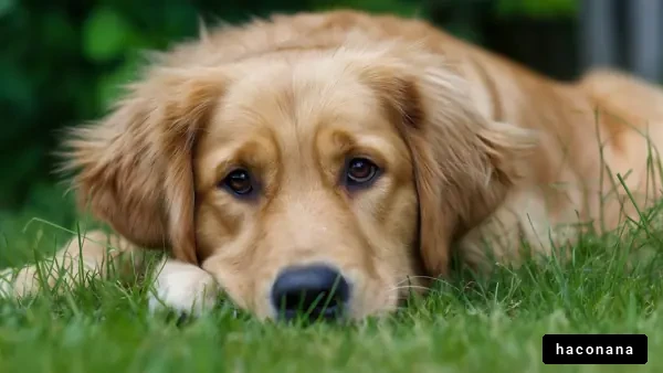 芝生の上で寝る犬