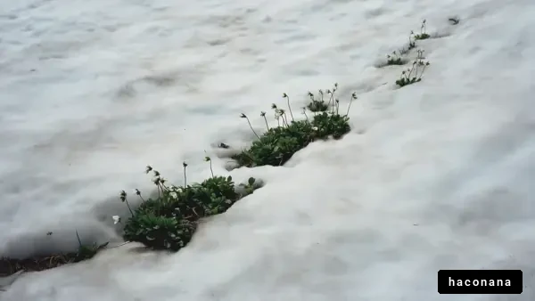 雪の下の草花