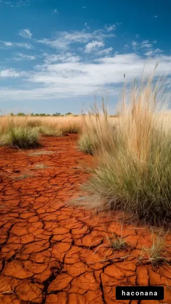 乾燥した土地の風景