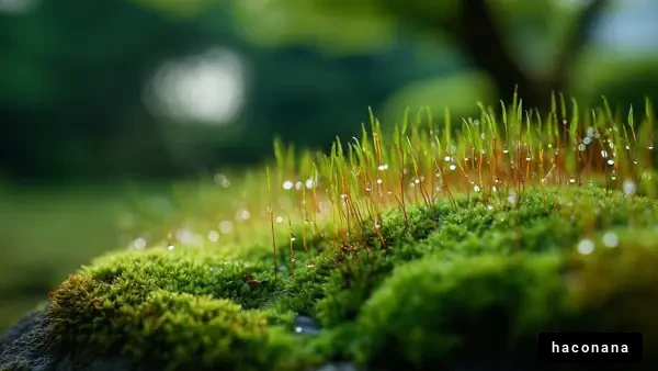 静かな苔の風景