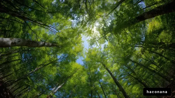 緑豊かな木々の風景