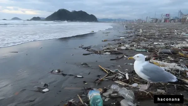 海岸のゴミとカモメ