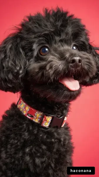 黒い犬のポートレート