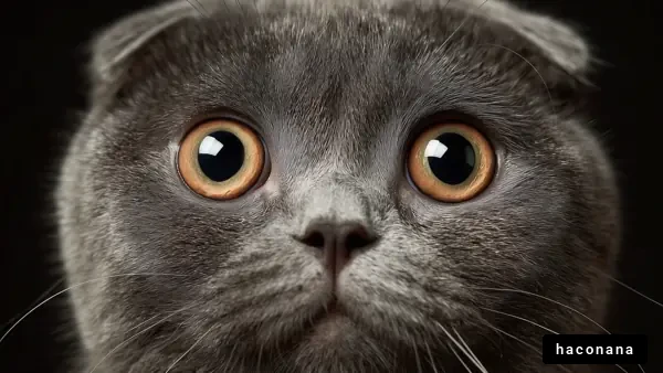 驚いた表情の猫