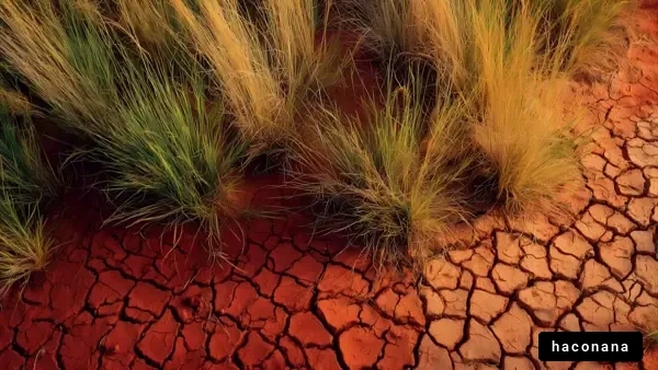 乾燥した土地と草