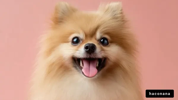 笑顔のポメラニアン犬