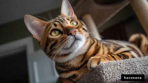 魅力的なベンガル猫のポートレート