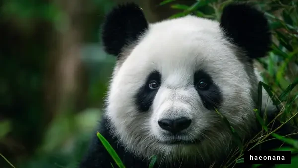 パンダの可愛らしい表情