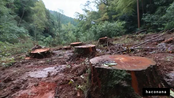 伐採された木と森林