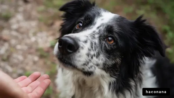 愛らしい犬の表情