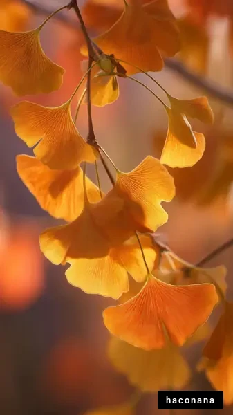 秋のイチョウの葉