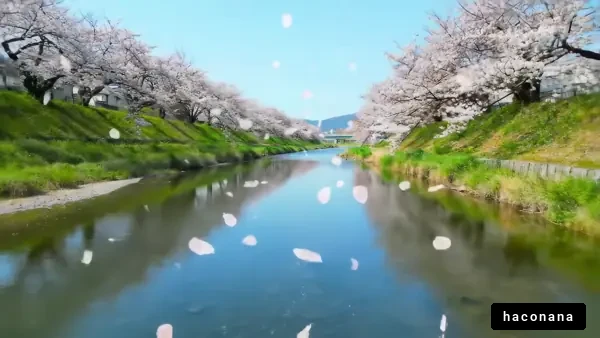 桜並木と静かな川