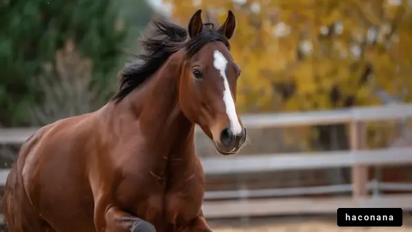 馬が駆ける瞬間