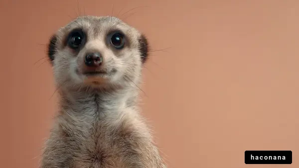 小さな動物の可愛さ