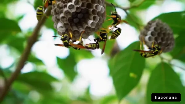 蜂の巣に群がる蜂たち