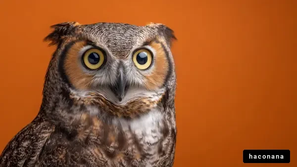 オウルのクローズアップ写真