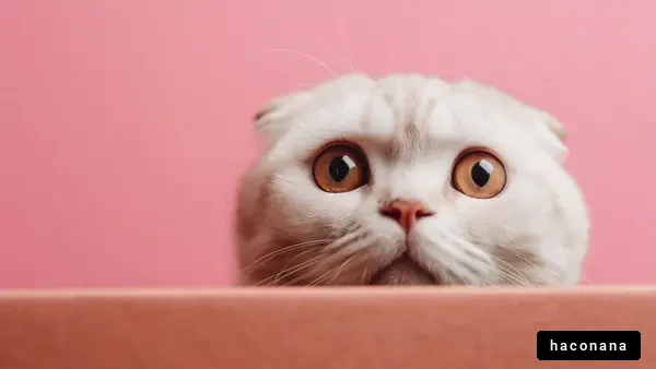 驚いた猫の表情