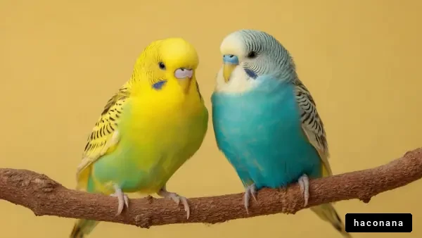 仲良しのオカメインコ