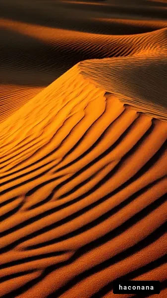 砂丘の美しいライン