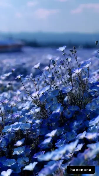 青い花が咲く風景