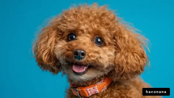 可愛い犬のポートレート